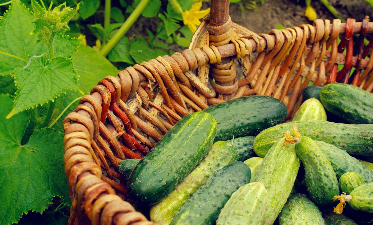 Grow Heirloom Quality with MIgardener