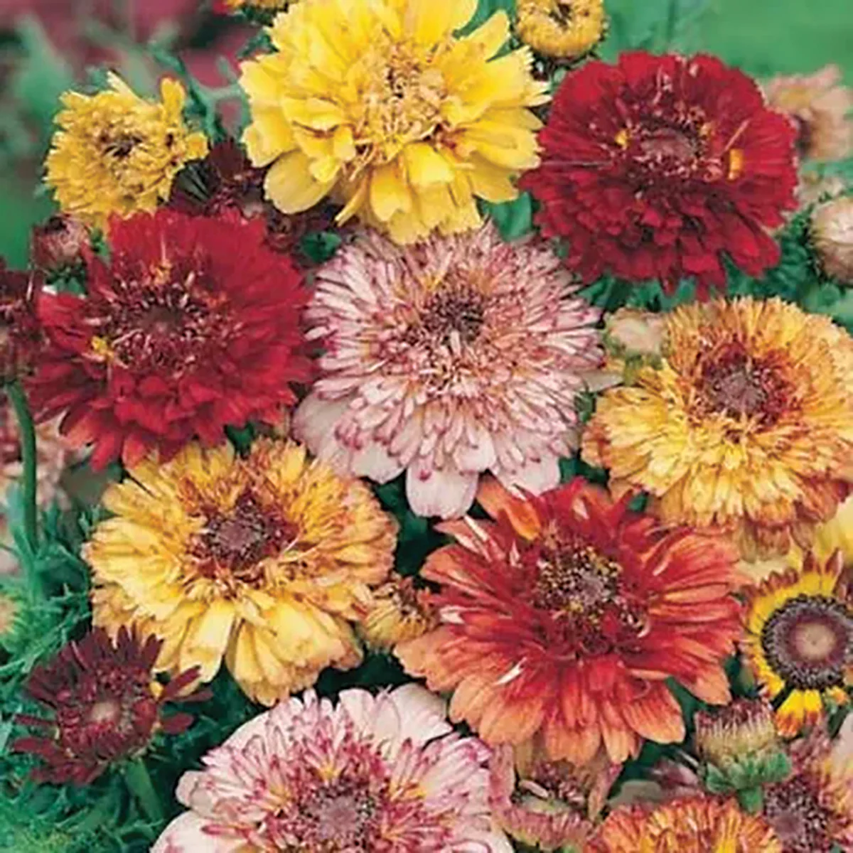 New Seeds